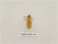 藏品(藍緣苔蛾)的圖片